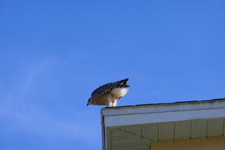 A beautiful American kestrel bird and blue sky
