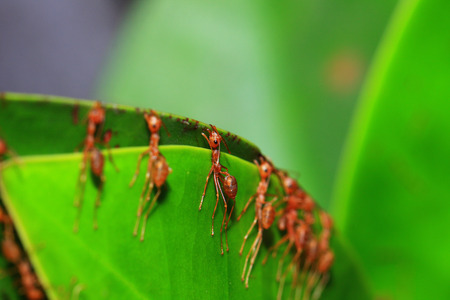 Ants are building the homeの写真素材