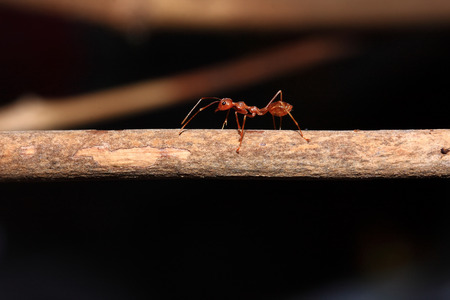 Ants walking on twigsの写真素材