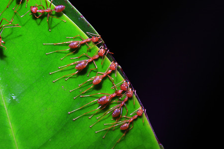 Ants are building the homeの写真素材