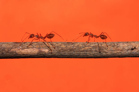 Ants walking on twigs And orange backgroundの写真素材