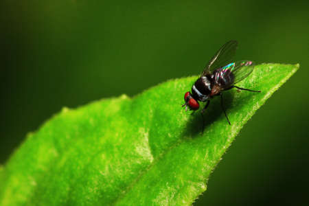 Fly on the green leaves の写真素材