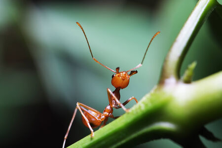 Ant walking to Foraging on a branch の写真素材