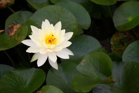 White Lotusの写真素材