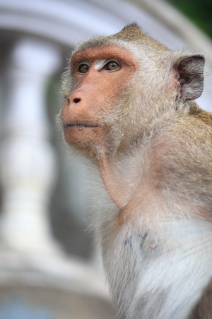 Monkey in Temple of Thailand