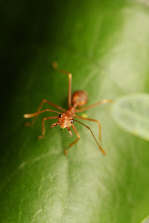 Ants walking on the leafの写真素材
