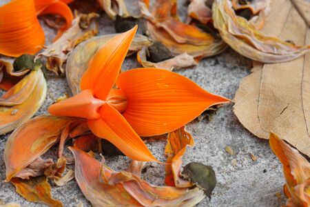 Bastard Teak Flower drop on the floor.の写真素材