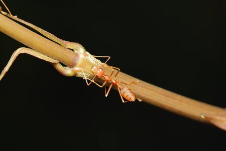 Ants walk on twigsの写真素材
