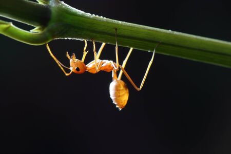 Ants walking on a branch.