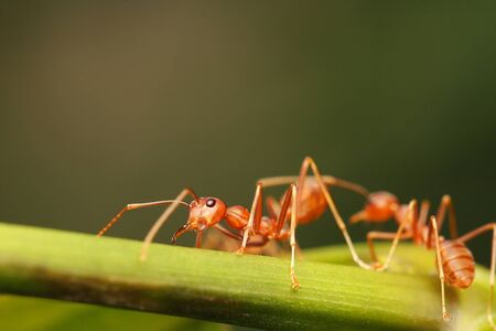 Ants walking on a branchの写真素材