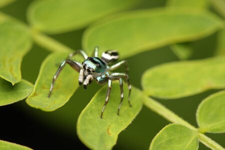 Spider walking on the leaf.の写真素材