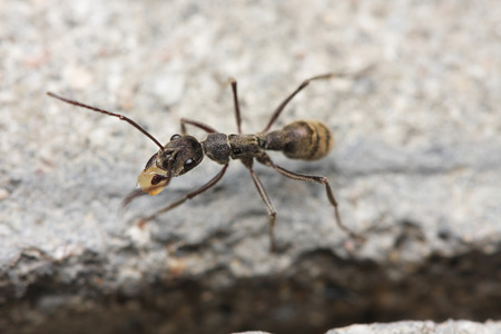 Ants carry the foodの写真素材