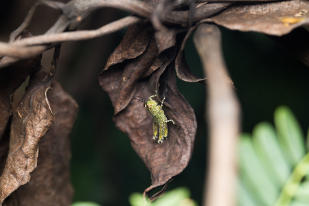Grasshopper on the leafの写真素材