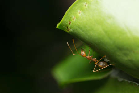 Ant under the leafの写真素材