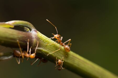 World of antの写真素材