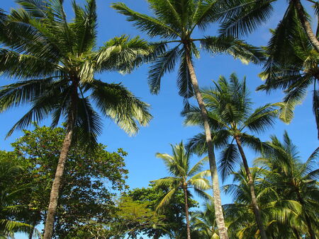 Coconut Treesの写真素材