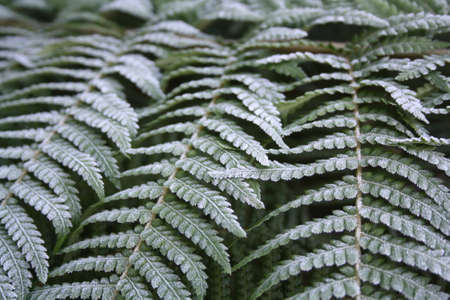 Ferns in winterの写真素材