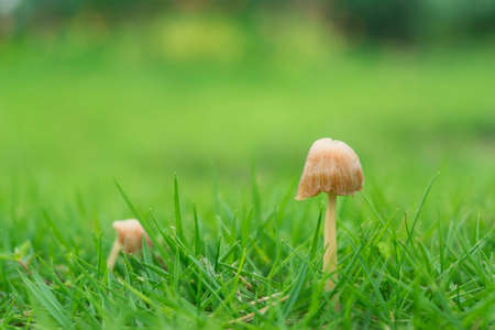 mushroom and grassの写真素材