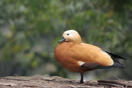 Beautiful Bird in the rest, taken in western China