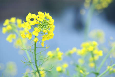flowers in spring, was taken in 2010