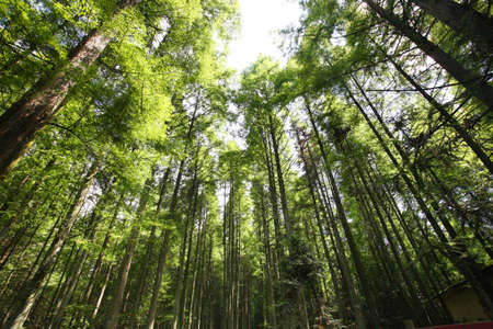 rare plants, located in chinaの写真素材
