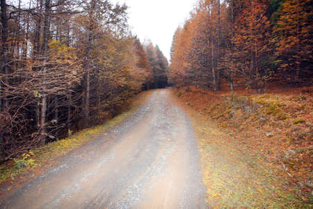 roads and forests, was taken in the fall, place mountainous western china