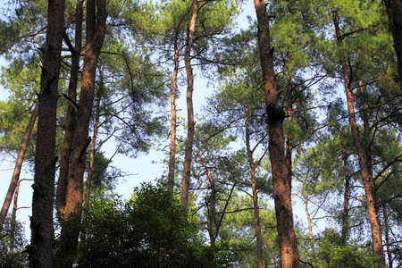The beautiful pine forest under the sunの写真素材