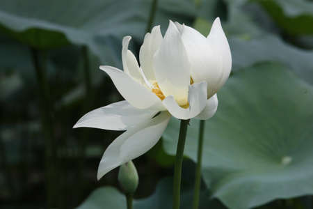 Has a beautiful white lotus flowers, taken in summerの写真素材