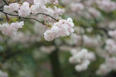 Beautiful cherry blossoms close-up photographs, taken in springの写真素材