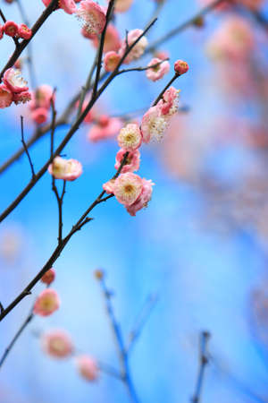 Beautiful plum, taken in western chinaの写真素材