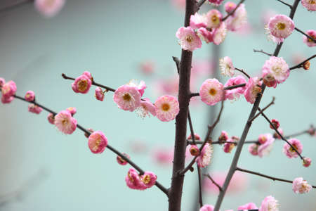 Beautiful plum, taken in western chinaの写真素材