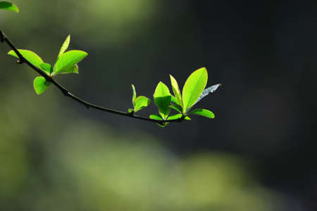 Closeup of leavesの写真素材