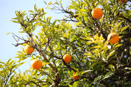 Fruit under the sun, taken in western Chinaの写真素材