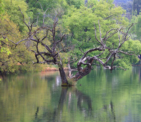 Forests and lakes, taken in Lijiang, Yunnan, China Plateauの写真素材