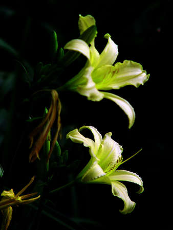 Fifth lily の写真素材