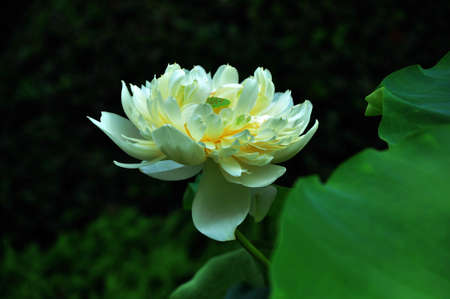 White lotu.の写真素材