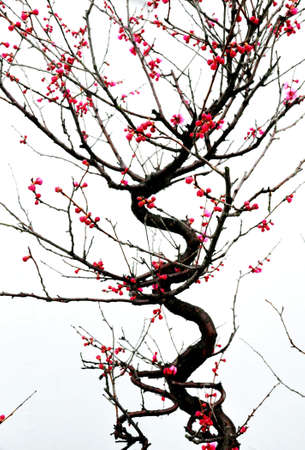 Mei Hua opening .の写真素材