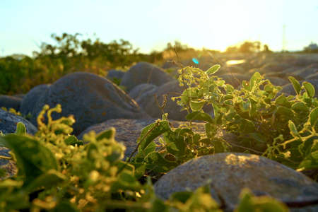 nature flavor on the stone road