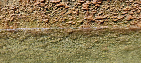 Close up of mold on the wall. Abstract background and texture.