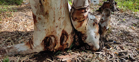 Eucalyptus tree trunk in the forest, close up