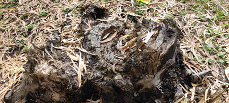 Dry tree stump in the garden. The concept of environmental pollution.の写真素材