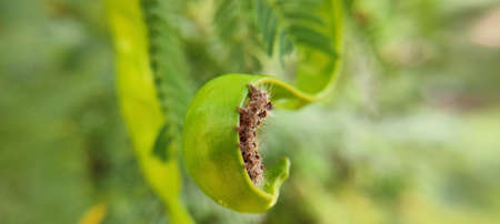 Buds and insect on green natural plant and flowersの写真素材