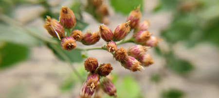 Plant and flowers beutiful landscape background blur image