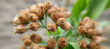 Plant and flowers beutiful landscape background blur imageの写真素材