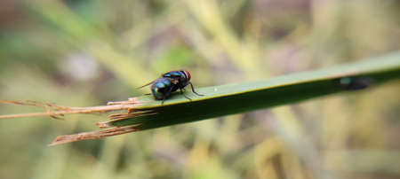 Plant and flowers beutiful landscape background blur imageの写真素材