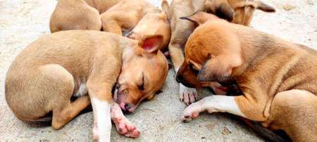 Cute little puppies sleeping on the cement floor. Pet care concept.の写真素材