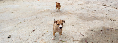 Dog standing on the sand and looking at the camera. Selective focus.