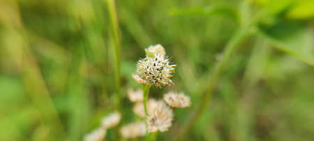 Natural green plant and flowers beutiful macro photography landscape background image