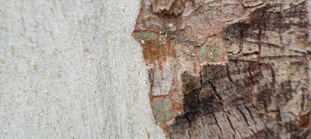 Close-up of old wood texture background. Wood texture background.の写真素材