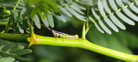Buds and insect on green natural plant and flowers